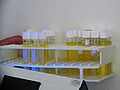 Muestras de agua de 18 diferentes fuentes de agua potable en la ciudad de Oaxaca fue analizada para buscar patógenos. Color amarillo indica un coliform fecal cual brilla bajo luz ultravioleta resultando en la presencia E. coli (escherichia coli)