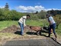 Victor and Rotary Club volunteer dumping in pea gravel with a wheelbarrow