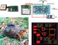 An Open-Source Hardware GPS Data Logger for Wildlife Radio-Telemetry Studies: A Case Study using Eastern Box Turtles