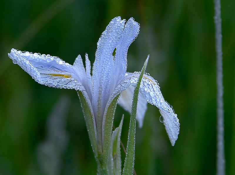 File:Dew on a flower.jpg