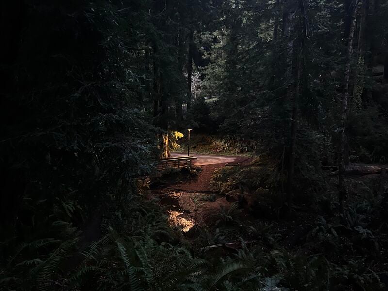 File:Lamppost in forest near dusk.jpg