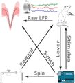 Low-Cost Open Hardware System for Behavioural Experiments Simultaneously with Electrophysiological Recordings