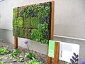 Small board mounted garden for display and educational purposes.