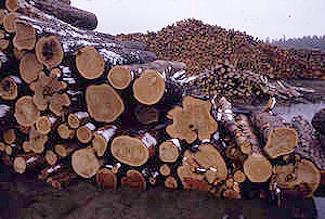 Russian logging.jpg