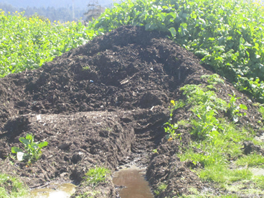 File:ENGR115 Compost-Pile.jpg