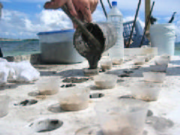 File:Repairing damaged reefs terminology image 34.jpg