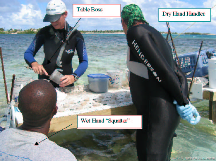 File:Repairing damaged reefs terminology image 44.jpg