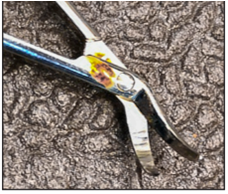File:Stained Surgical Pliers.png