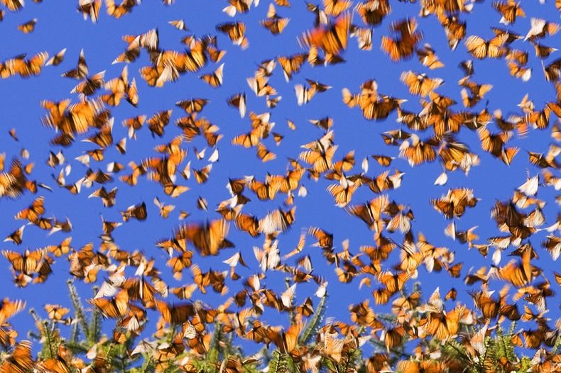File:Monarch-migration.jpg