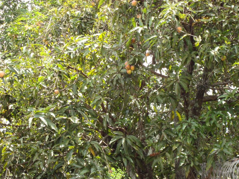 File:Mango tree.jpg