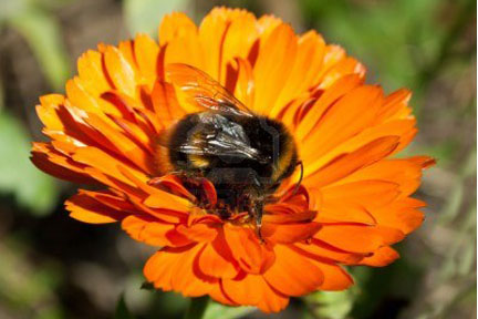 File:Beeandflower.jpg