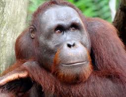File:Orangutan.jpeg