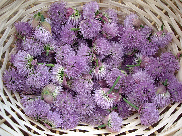 File:Basketochives.png