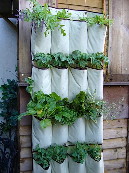 File:Vertical-herb-garden-shoe-cloth.jpg