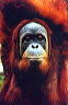File:Orangutan society.jpg