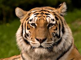 Russia Tiger.jpg