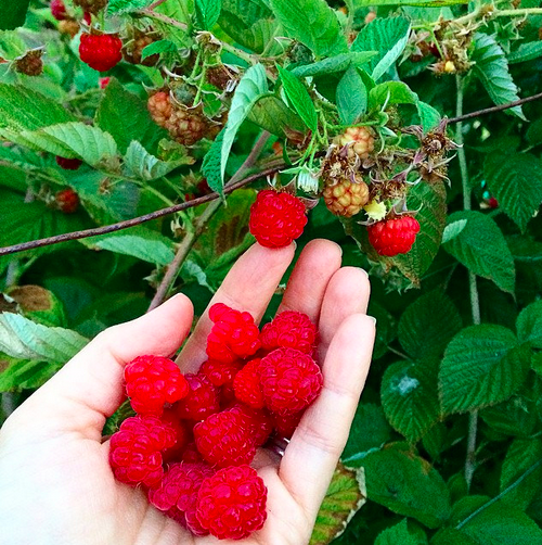 Raspberries Appropedia, the sustainability wiki