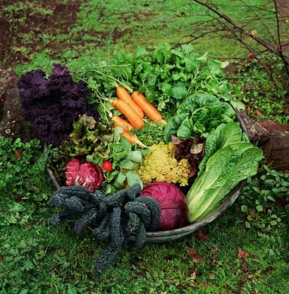 File:Vegetable-gardening.jpg