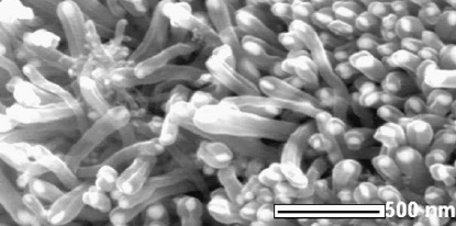 File:Nanotubes low temp cvd.jpg
