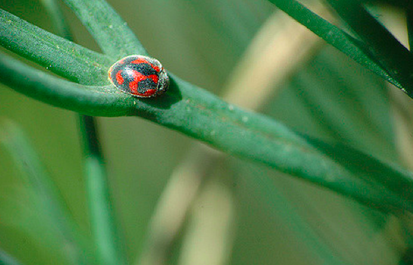 File:Vedaliabeetle.png