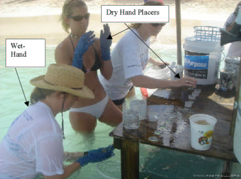File:Repairing damaged reefs terminology image 45.jpg