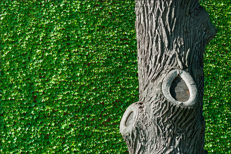File:Ivywallwithtree.png