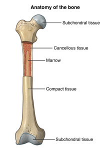 File:Basic anatomy of bone tissue.jpg