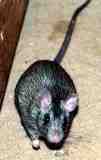 Black Rat Rattus rattus