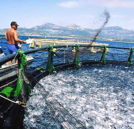 File:Aquaculture.jpg