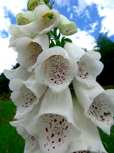 File:Whitefoxglove.png