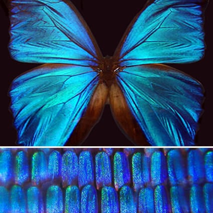 Nature's Solutions - Appropedia, the sustainability wiki