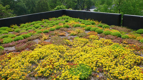 File:Green roof.jpg