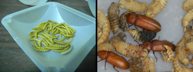 File:Mealworm Research Image 1.png