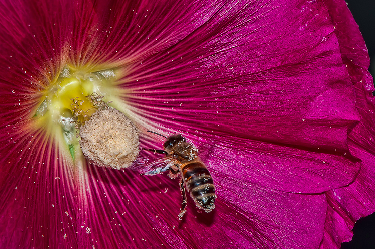 File:Beepollinationflower.png