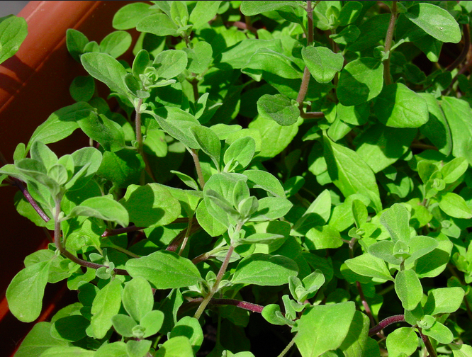 Marjoram Appropedia, the sustainability wiki