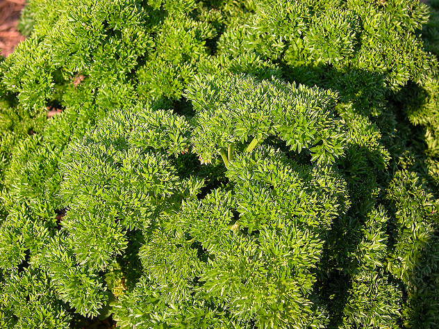 File:Parsley1.png