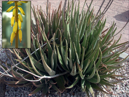 260px-Aloe vera flower inset.png
