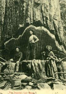 File:Redwood-logging.jpg