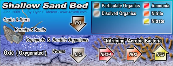 Fig 3:A diagram of the natural cycle that nitrogen undergoes in nature. The diagram specifically shows the point where nitrifying bacteria, Nitrosomonas and Nitrobacter, are key players in converting toxic nitrite to relatively non-toxic nitrate.[12]