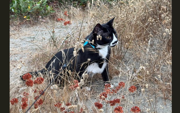 File:Stoat In The Wild.png