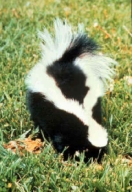 File:Striped skunk.jpg