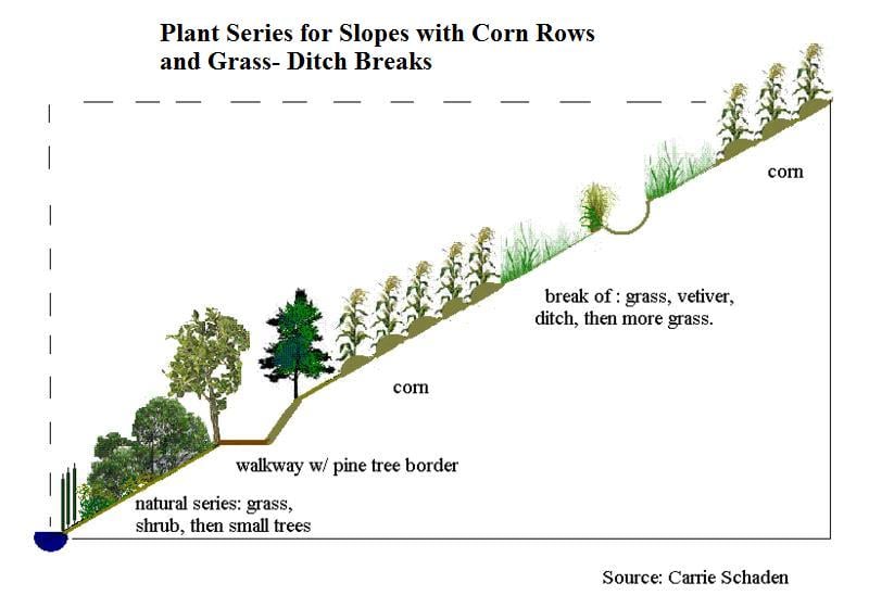 Plant Series buffers and ditches (1).jpg