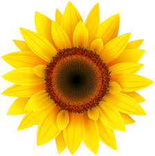 File:Sunflower.jpg
