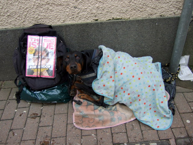 File:Street vendor's dog - geograph.org.uk.jpg