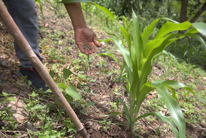 File:Nutrición en maíz.jpg