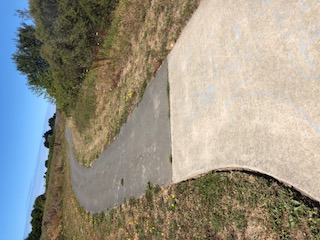 File:Pine Resin (New pavement pic 2).jpeg