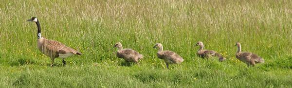 Figure 1. This is a family of Canada geese at the Arcata marsh Wildlife Sanctuary, just an example of some of the birds that come to breed here. The image was taken by Dustin Poppendieck