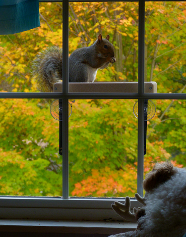 File:Autumnsquirrel.png