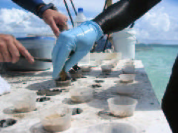 File:Repairing damaged reefs terminology image 42.jpg