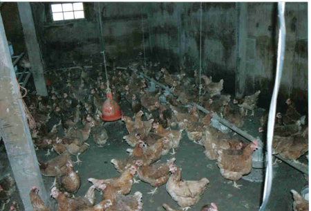 File:TypicalOrganic egg farm.jpg